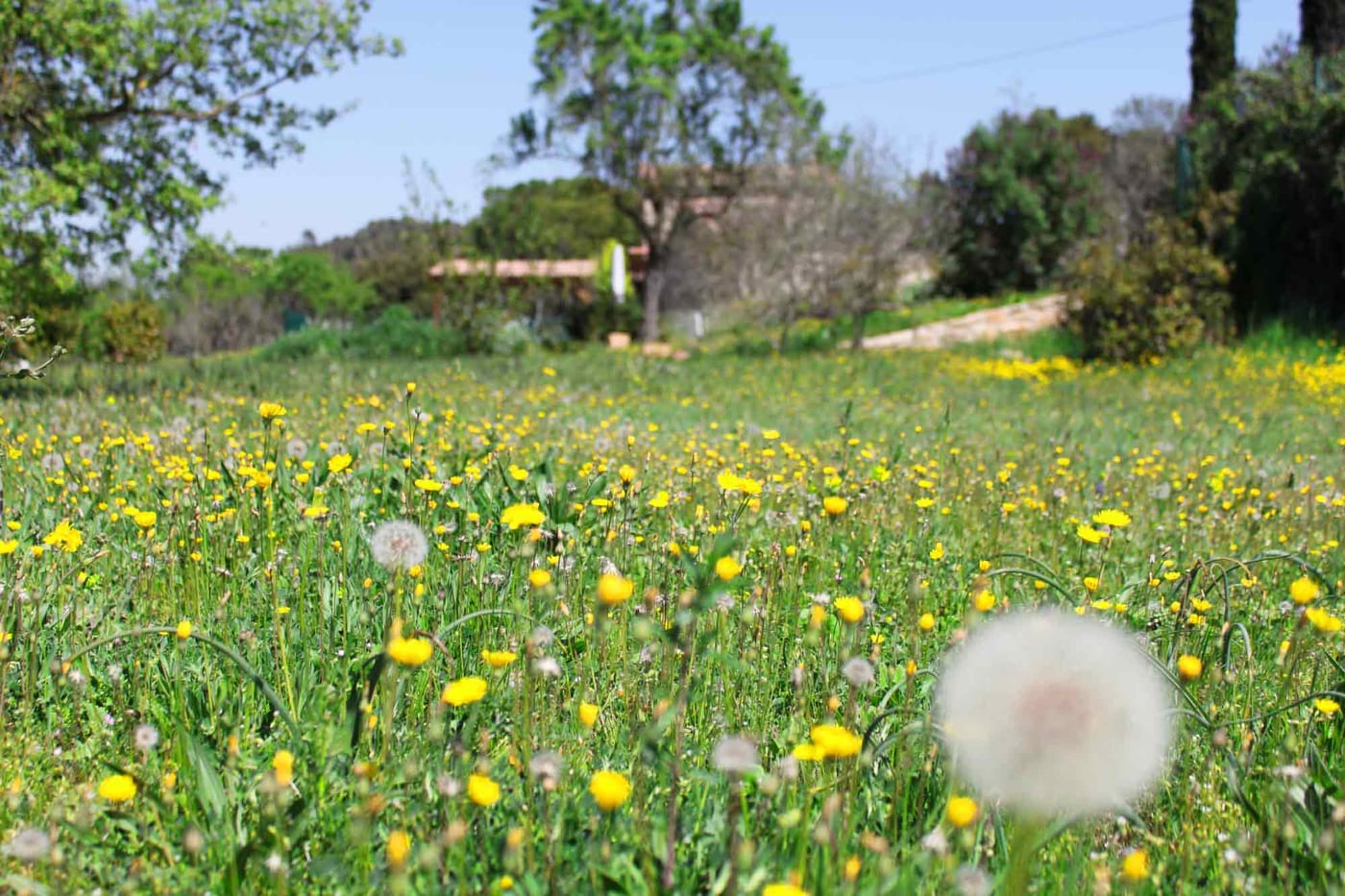 Flors del jardí
